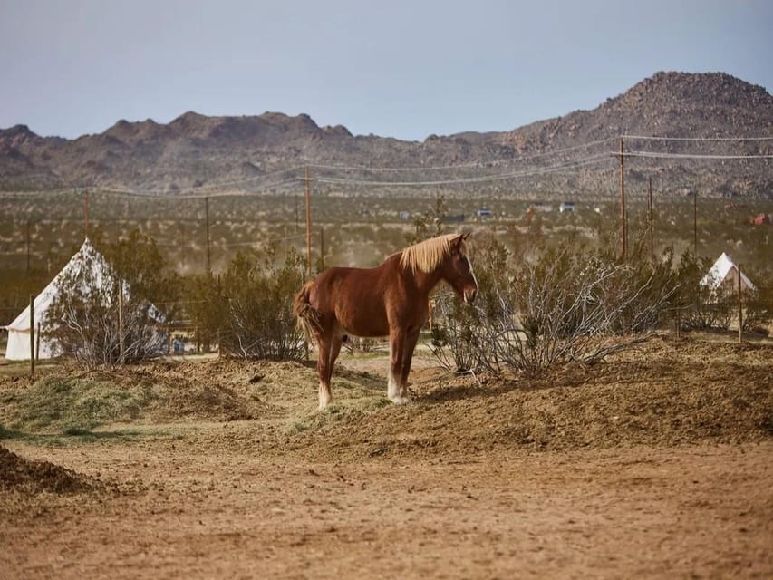 Joshua Tree: Pony Ride for Children - Frequently Asked Questions