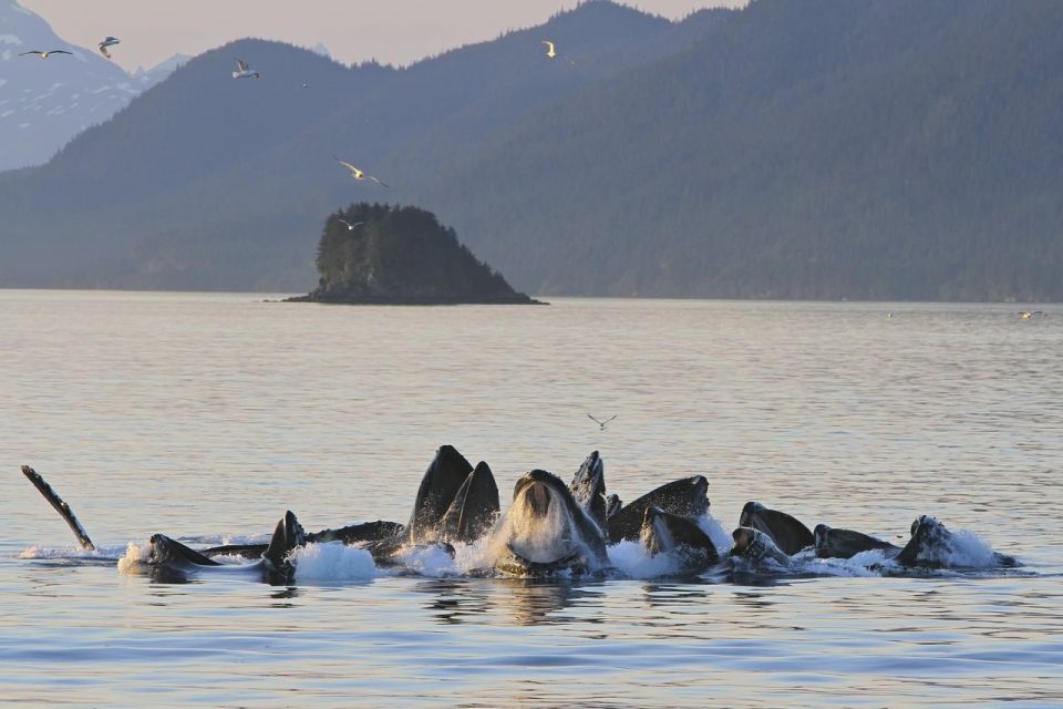 Juneau: Whale Watching and Mendenhall Glacier Day Trip - Customer Reviews and Ratings