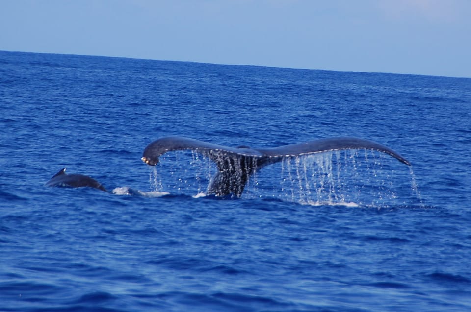 Kailua-Kona: Whale Watching Cruise on the Big Island - Packing Recommendations