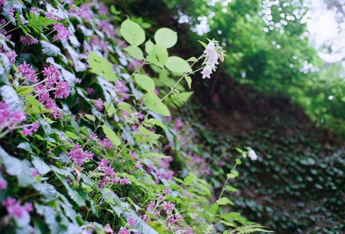 Kamakura: 5-Hour Nature and History Walking Tour - Tips for Participants