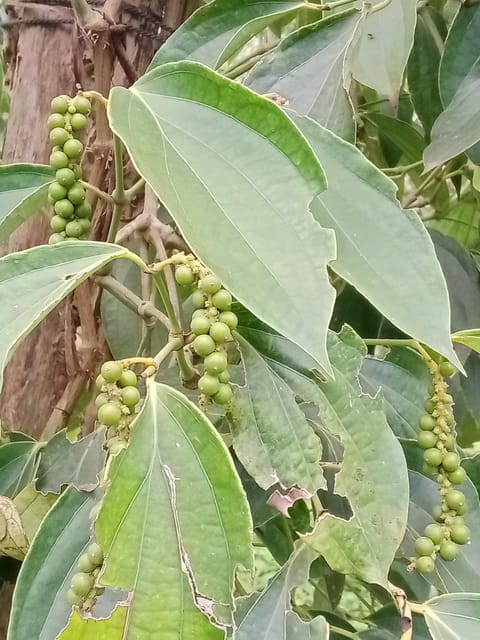 Kampot Half Day Tours (Country Side & Pepper Farm) - Preparation Tips for Travelers