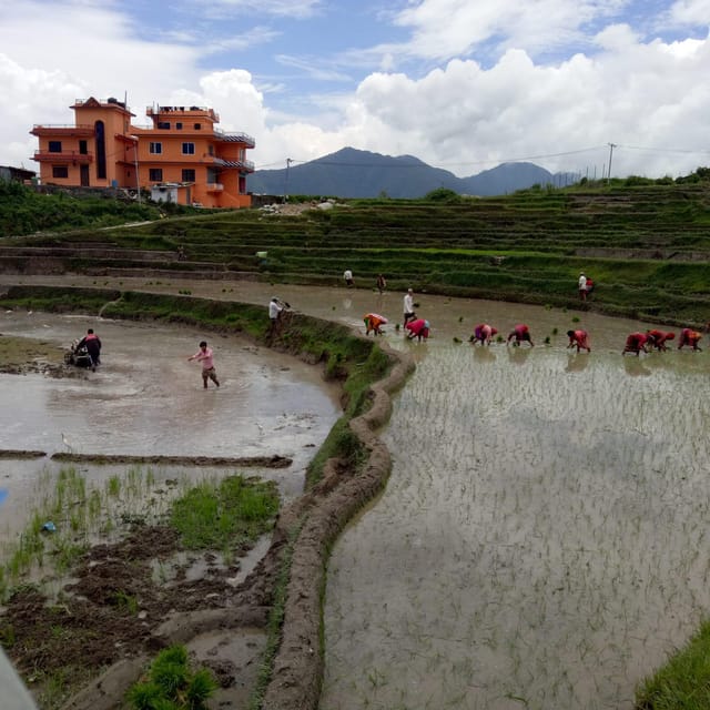 Kathmandu: the Mud and the Miracle,Paddy Plantation Festival - Essential Preparation Tips