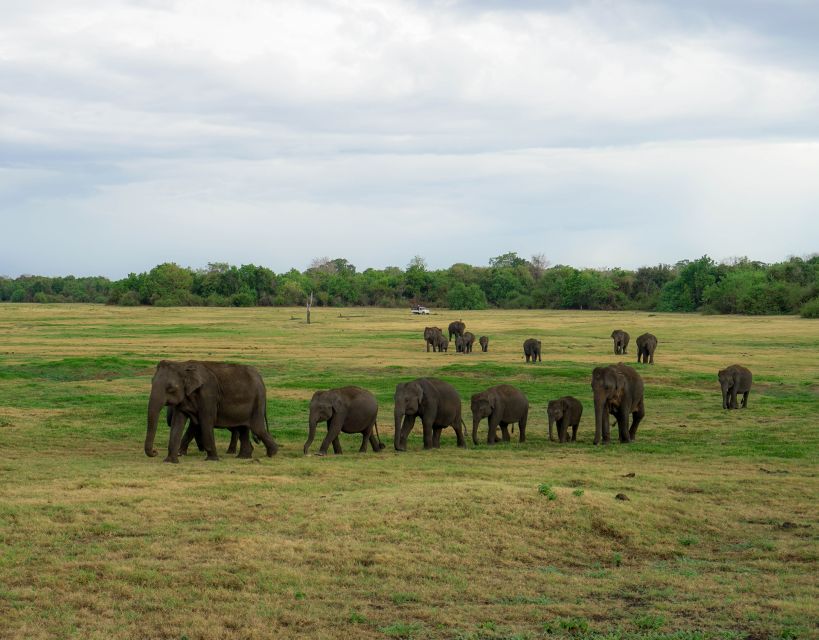 Kaudulla National Park Half Day Sri Lanka Jeep Safari - Customer Feedback