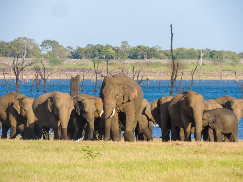 Kaudulla National Park: Private Safari - Meeting Point