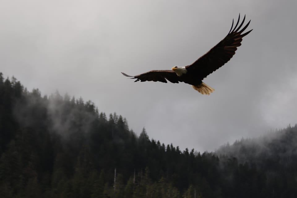 Ketchikan: Alaska Native Cultural and Scenic Shore Excursion - Wildlife Encounters