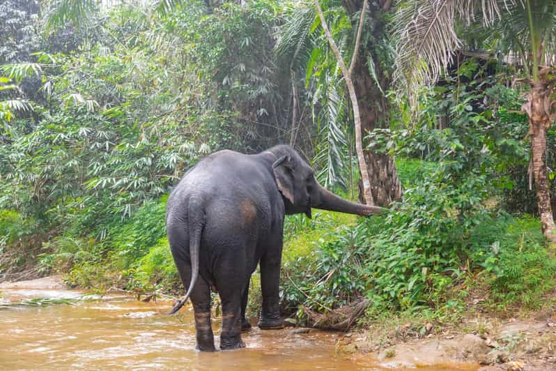 Khaolak: Elephant Sanctuary Guided Tour With Hotel Transfers - Frequently Asked Questions