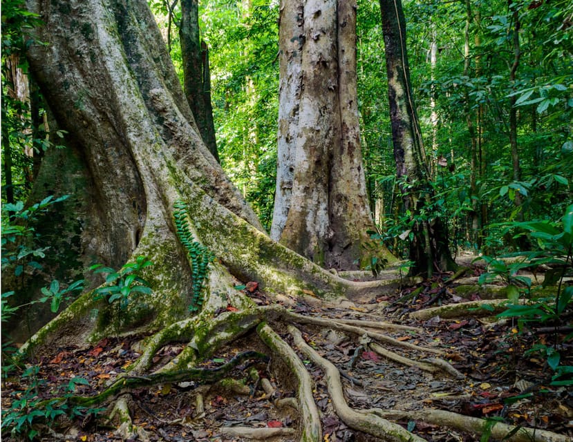 Khlong Sok: Khao Sok Waterfalls and Wildlife Half-Day Trek - Customer Feedback Overview