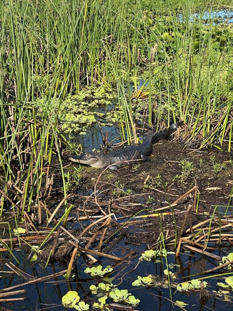 Kissimmee: Everglades Alligator and Wildlife Airboat Tour - Pricing and Availability