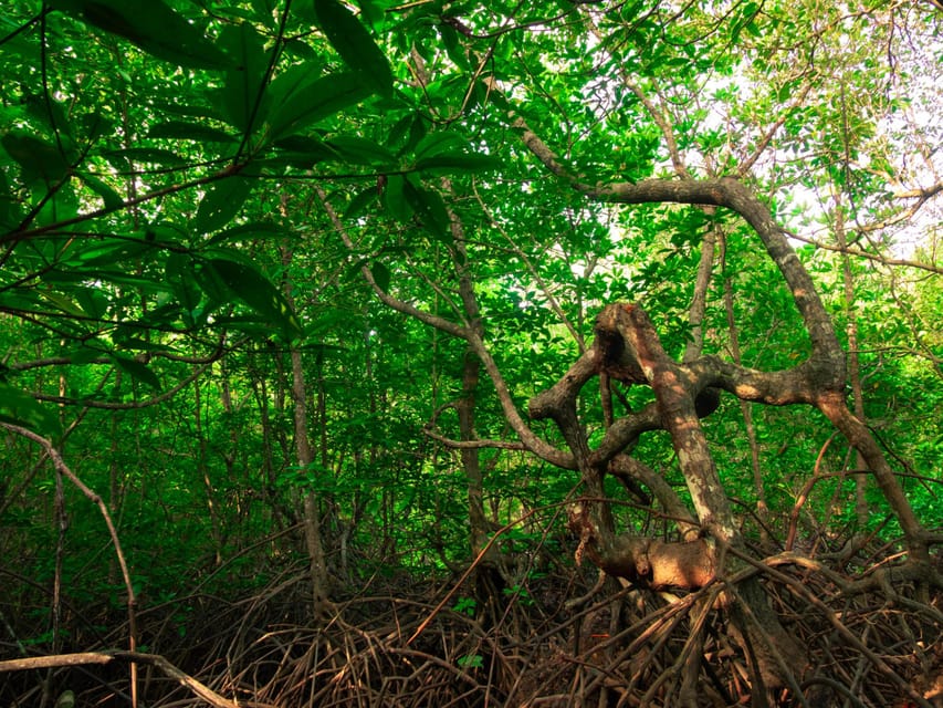 Ko Lanta: Mangrove Forest Kayak & Wildlife Adventure - Preparation