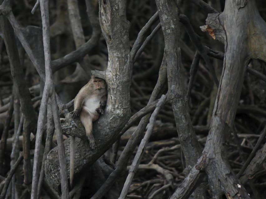 Ko Lanta: Private Mangrove Kayaking & Cave Exploration Tour - Kaew Cave Exploration