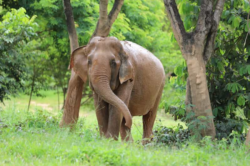 Koh Samui: Ethical Elephant Observation Half-Day Tour - Booking and Availability