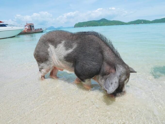 Koh Samui: Koh Madsum and Koh Tan by Private Longtail Boat. - Trip Duration and Cancellation