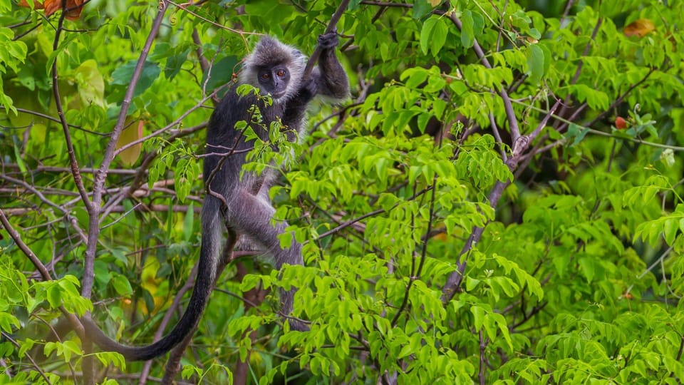 Kota Kinabalu: Kawa Kawa Wildlife River Cruise - Customer Reviews and Insights