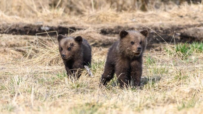 Kuusamo: Bear Watching Evening - Important Visitor Information