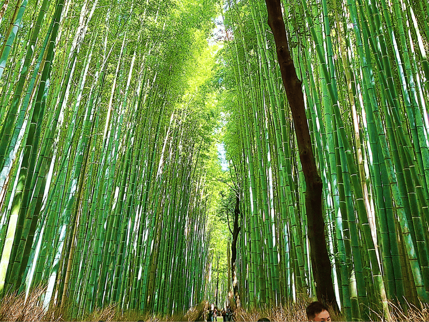 Kyoto: 12 Top Highlights Full-Day Guided City Tour - What to Bring for the Tour