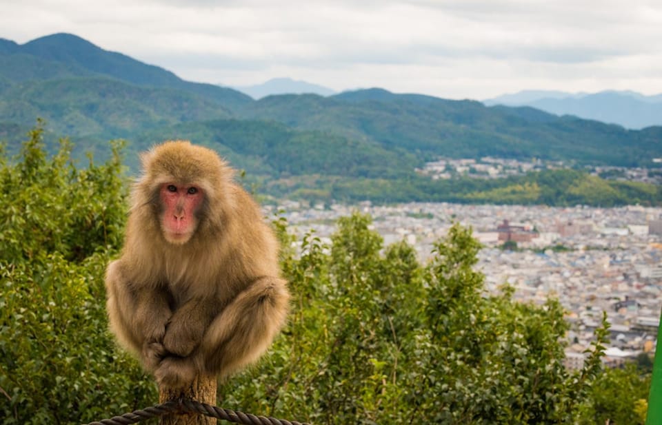 Kyoto: Arashiyama Bamboo Grove, Monkey Mountain Walking Tour - Tips for Participants