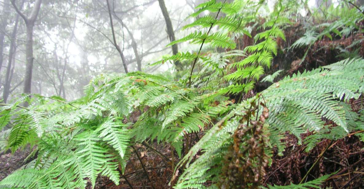 La Gomera: the Rain Forest (National Park) - Exploring the Rainforest