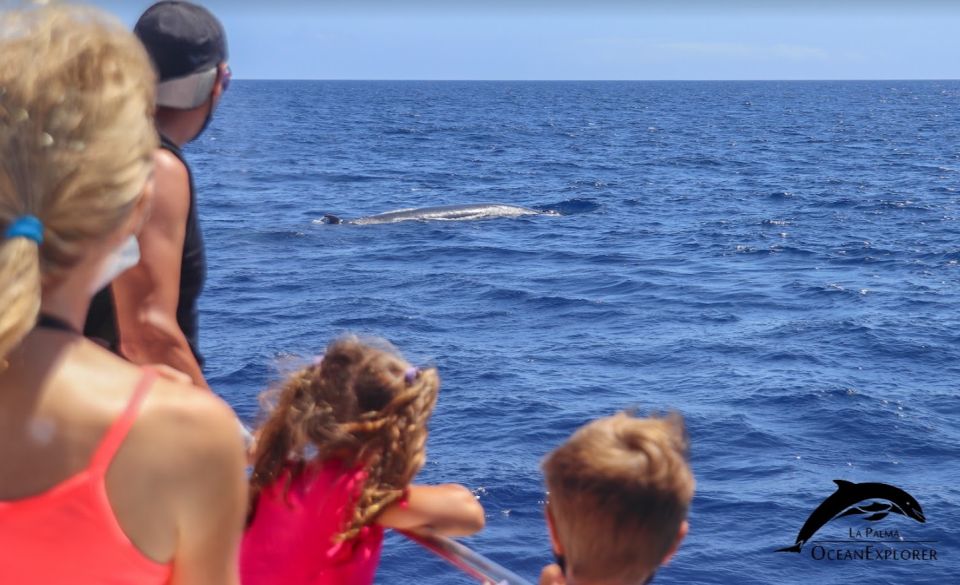 La Palma: 3-Hour Dolphin and Whale Watching Experience - Availability and Booking Details