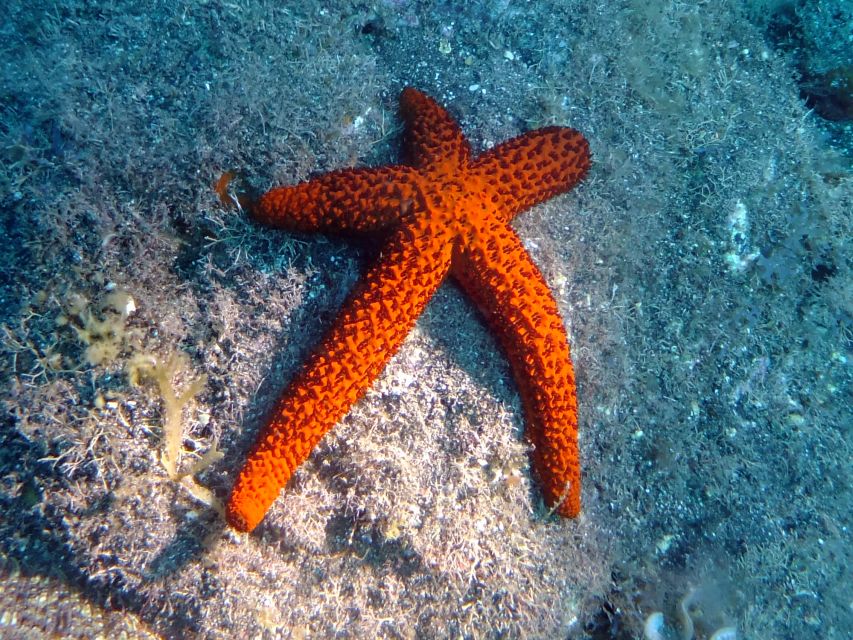 La Palma: SSI Try Scuba Program - Diverse Marine Life Encounters