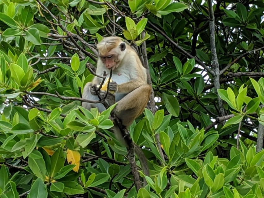 Lagoon Tour to Monkey Island in Negombo - Frequently Asked Questions