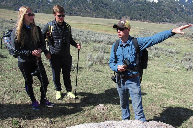 Lamar Valley Safari Hiking Tour With Lunch - Wildlife Encounters to Expect