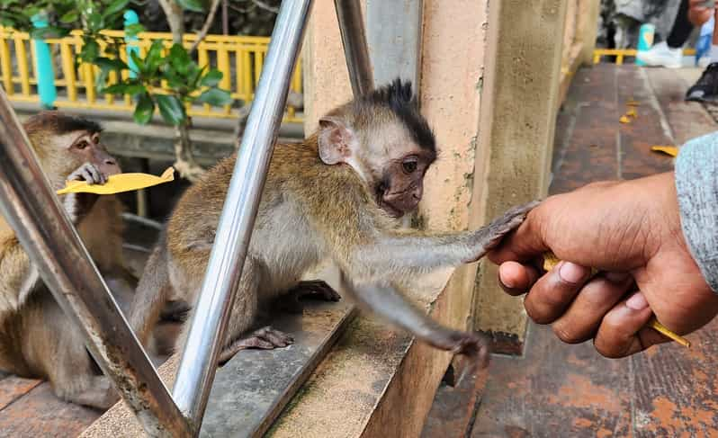 Langkawi : Mangrove Boat Tour With Lunch - Local Wildlife and Sights