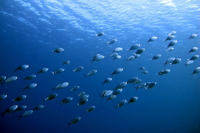 Lanzarote: Small Group Beginner Dive Course Costa Teguise - Participant Eligibility