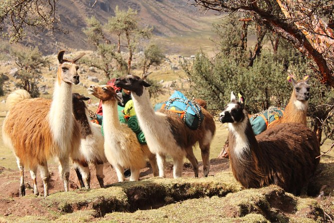 Lares Trek to Machu Picchu (4 Days/3 Nights) - Day 4: Machu Picchu Exploration