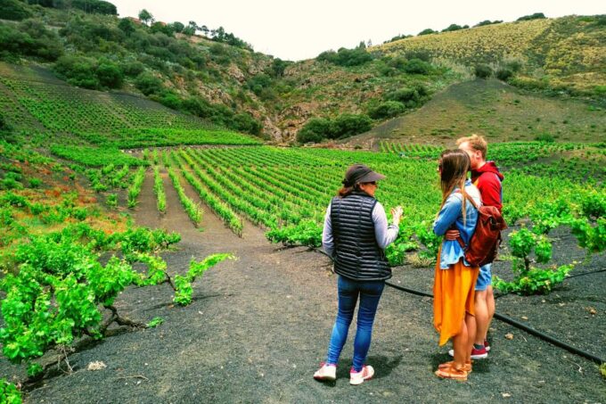 Las Palmas: Gran Canaria's Best Wineries and Views Tour - Winery Visits