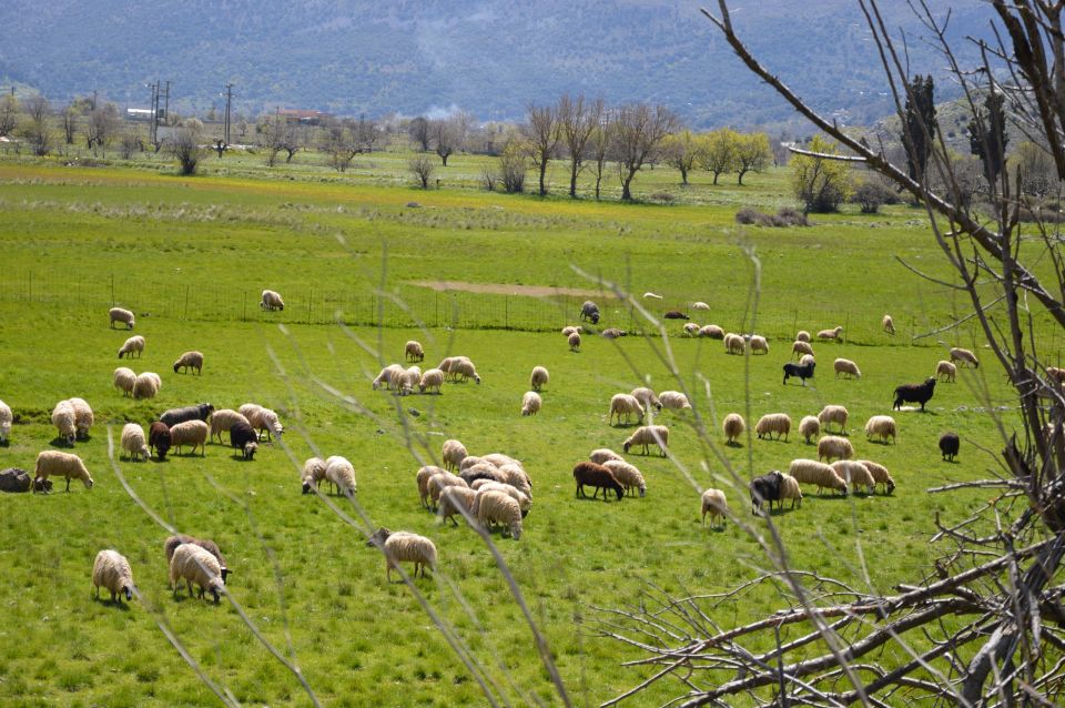 Lasithi V.I.P Safari With Lunch - What to Bring