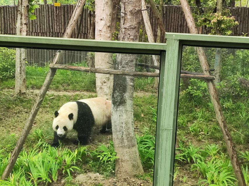 Leshan Grand Buddha Scenic Area and Panda Park Day Tour - Pandas at the Research Base