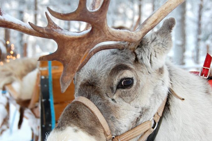 Levi: Reindeer Sleigh Ride Tour in Snowy Forest - Customer Reviews