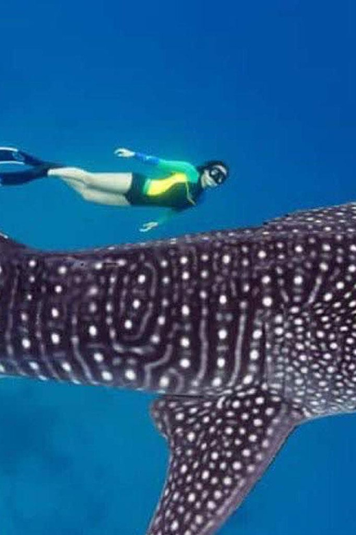 Lila Bohol: Swimming & Whale Shark Watching - Booking and Cancellation