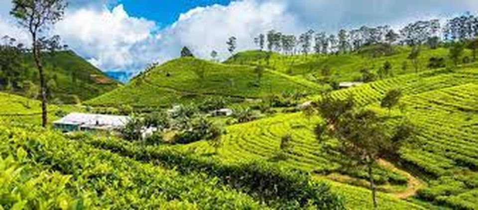 Liptons Seat and Tea Factory & Tea Plantation Day Tour - Tour Duration