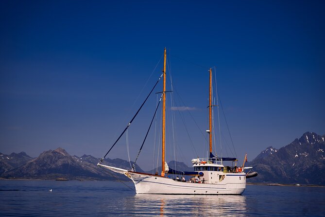 Lofoten Islands Luxury Trollfjord Cruise With Lunch From Svolvær - Scenic Sights and Wildlife