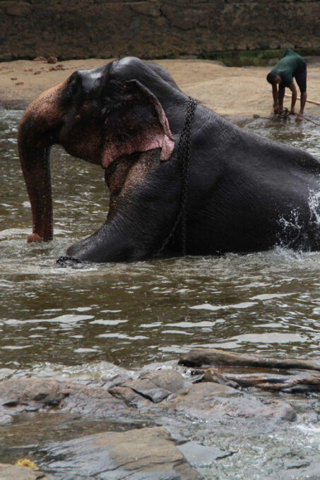Luang Prabang Elepphant Keeper Bathe Option Kuangsi Tour - Frequently Asked Questions