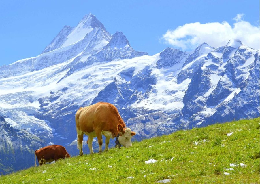 Lucerne: Experience Swiss Countryside on Private Tour by Car - Scenic Highlights