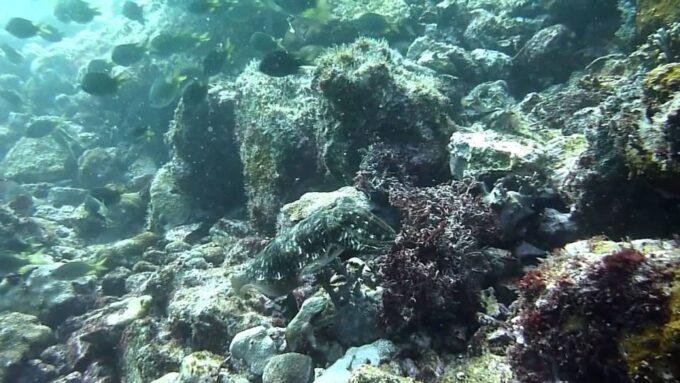 Maio: Reef Snorkeling - Hotel Pickup