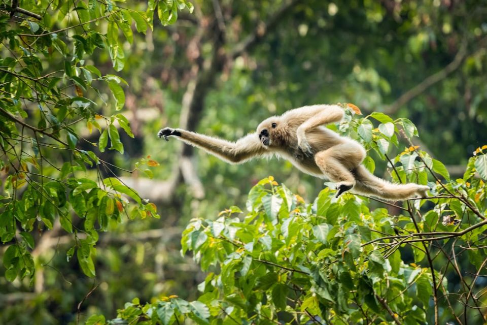 Malaysia: Gunung Panti Forest Reserve Guided Nature Tour - Frequently Asked Questions