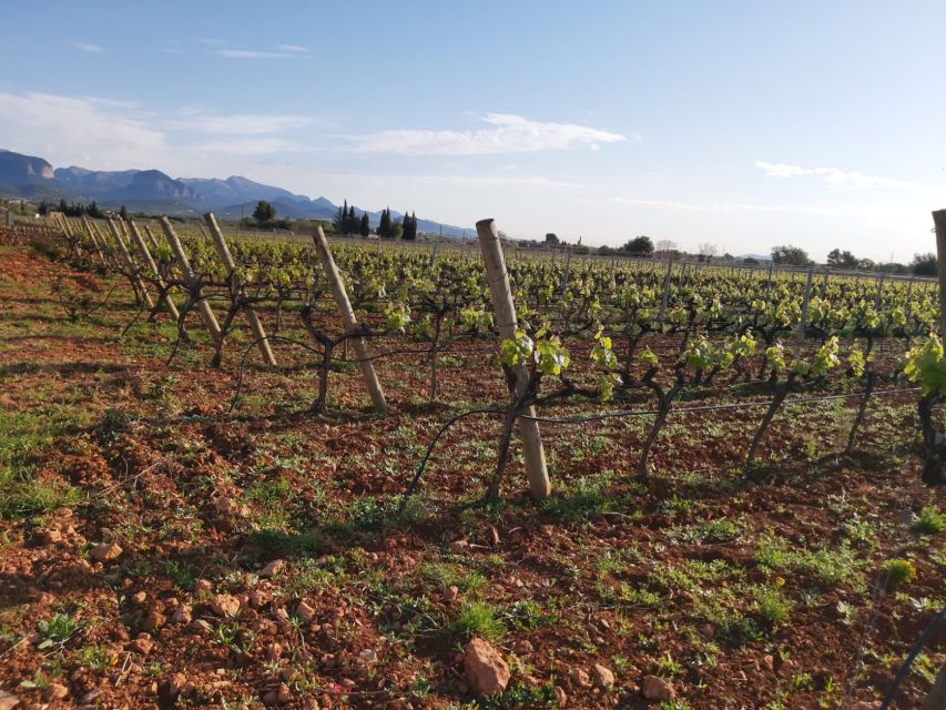 Mallorca: Wine Cellar Tour XL - 3 Wine Tastings Including GERMAN - Mallorcas Wineries and Vineyards