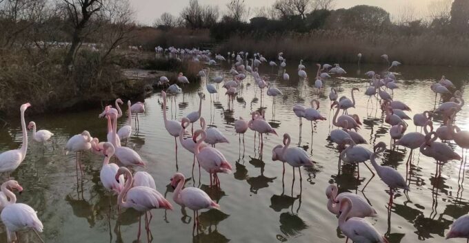 Marseille: The Camargue 8-Hour Guided Outing - Local Specialties to Try