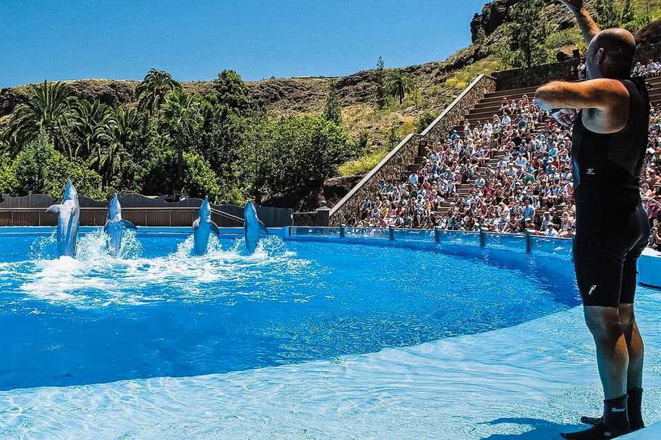 Maspalomas: Palmitos Park Ticket With Dolphin and Bird Shows - Island of Primates