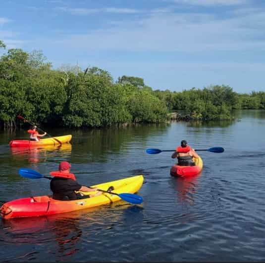 Matlacha: Dolphin & Mangrove Kayak Tour - Spotting Marine Life