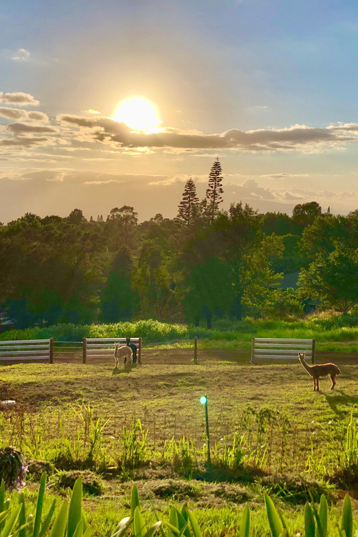 Maui: Alpaca Farm Visit With Hands-On Activities - Serene Upcountry Farm Setting