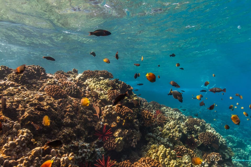 Maui: Captains Call Afternoon Snorkel Adventure - Check-In Process