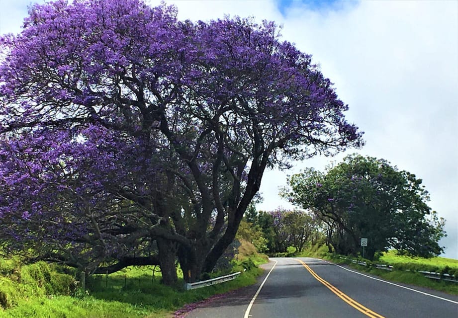 Maui: Custom Elite Tour With Escalade & Meals - Booking Information