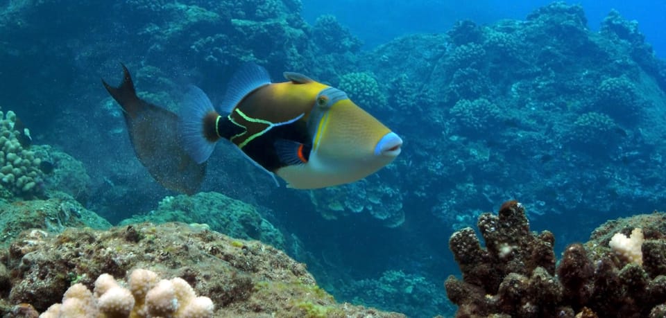 Maui: Snorkeling Cruise to Coral Gardens With Lunch - Meeting Point Details