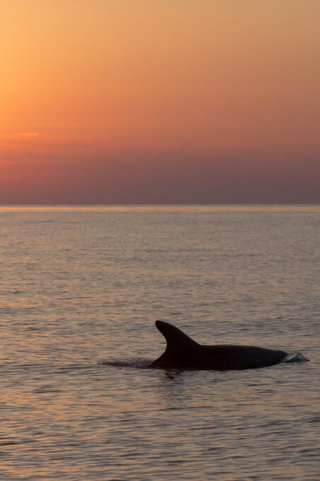 Medulin: Private Sunset Cruise With Dolphin Watching - Departure and Meeting Point