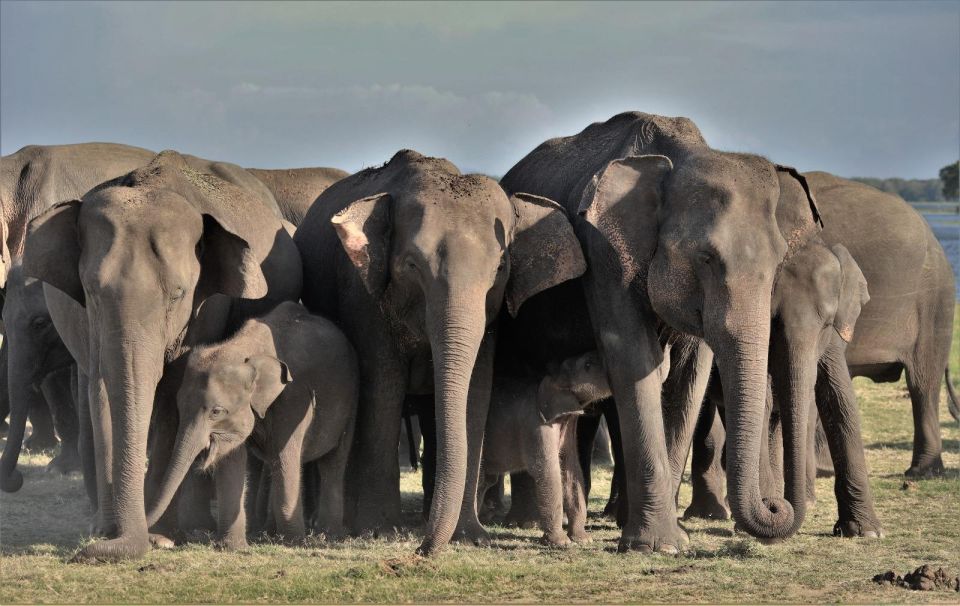 Minneriya Elephant Gathering Safari - Explore Minneriyas Ecosystem