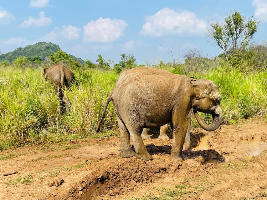 Minneriya Park Jeep Safari With Tickets Include Pickup Drop - What to Expect